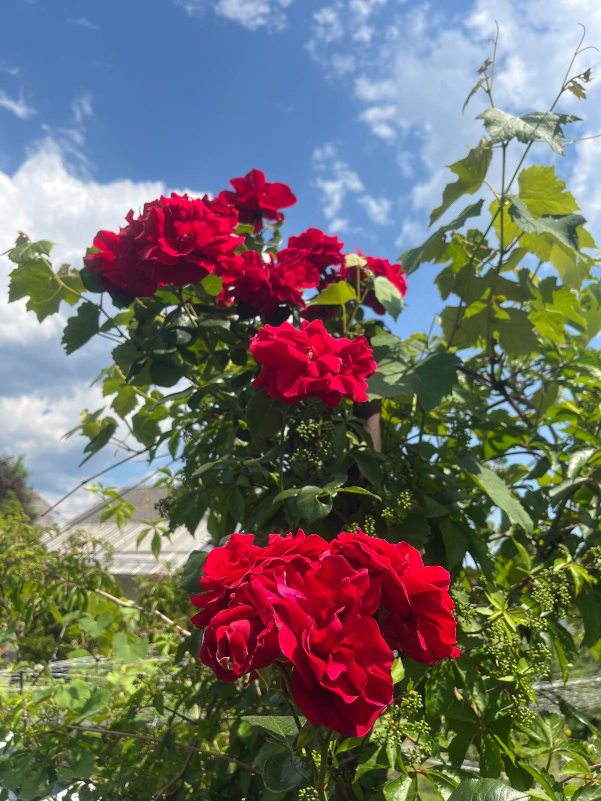 Roses in the garden